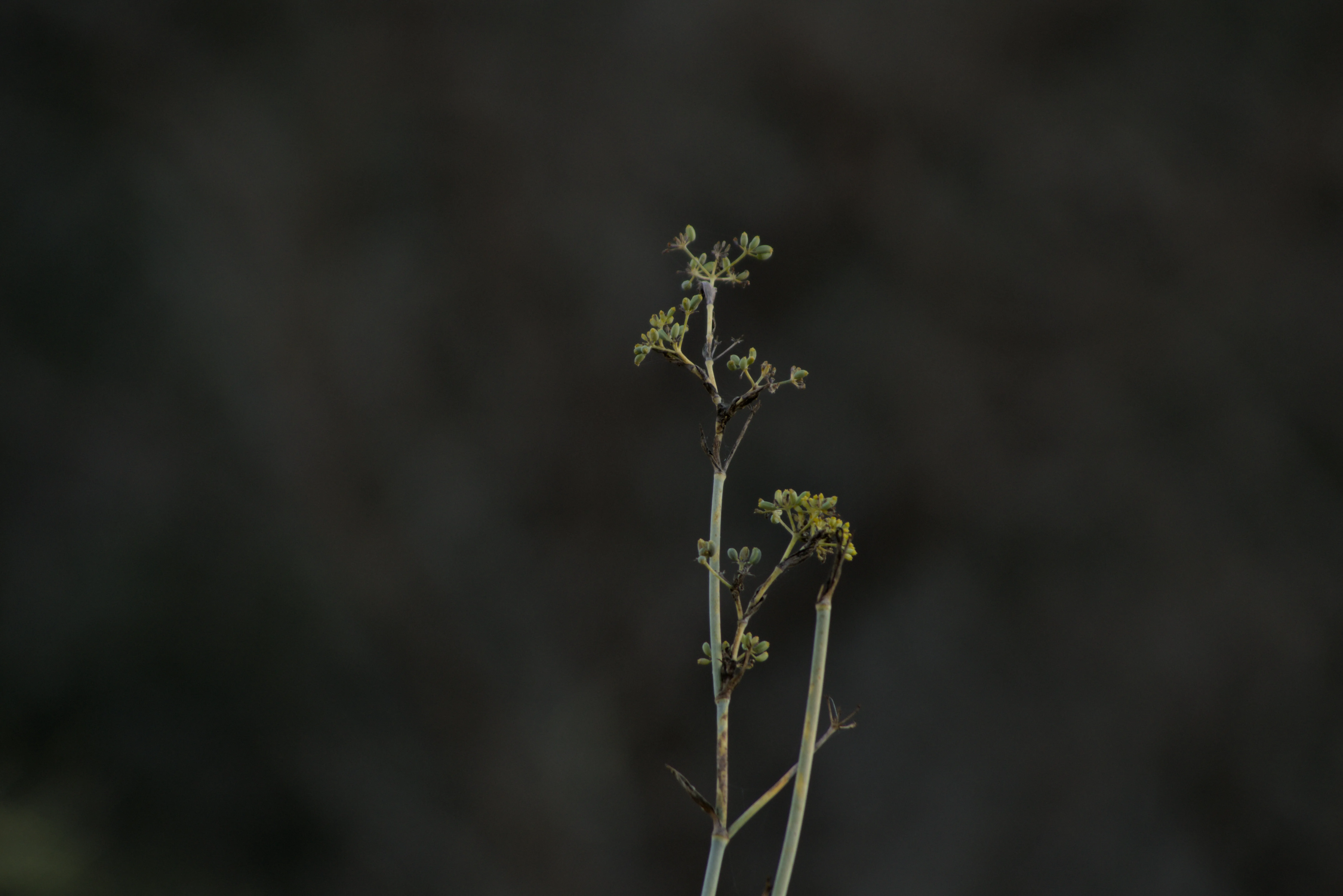 Tamron 28-300mm F3.5-6.3 (EF) - _I4A6073.webp